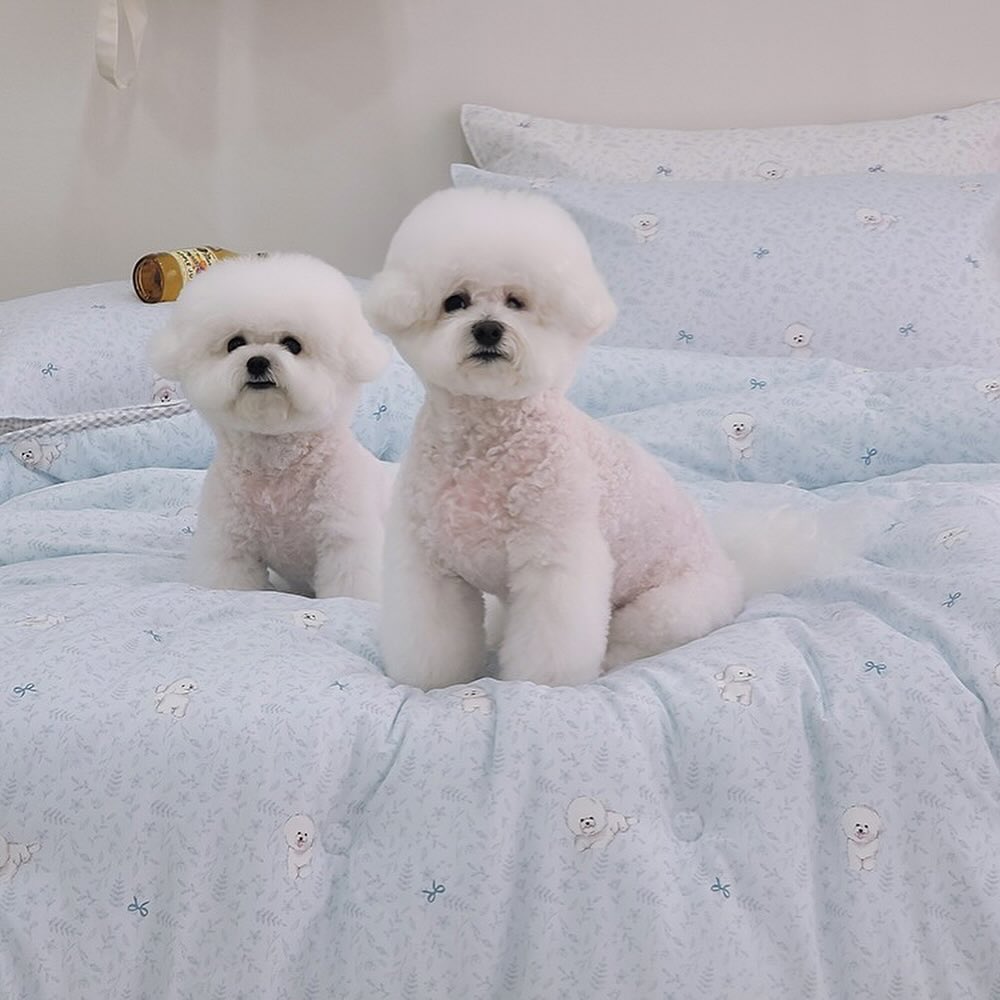 比熊犬格紋四季被| Buykgoodshk | 韓迷代購| 韓國代購, image size:1000x1000